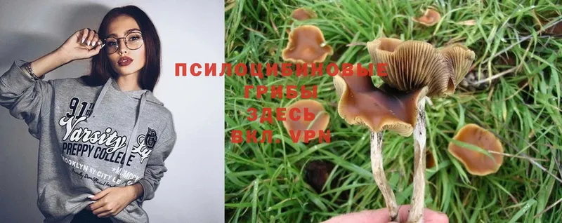 продажа наркотиков  Полевской  Псилоцибиновые грибы Cubensis 